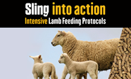 Intensive Lamb Feeding Protocols SlingShot Intelligent Sheep Beef Cattle Nutrition